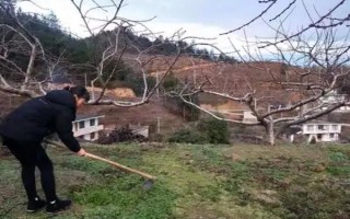 黃桃春季的管理方法，花果期要進(jìn)行疏花的工作