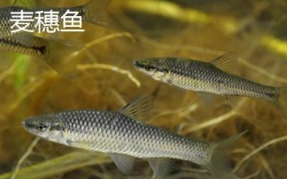 麥穗魚的種類，部分品種已被列入保護名錄