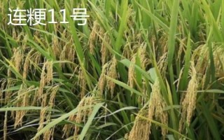 產(chǎn)量高且口感好的水稻品種，“中9優(yōu)8012”、“中早39號(hào)”等品種均為優(yōu)質(zhì)水稻