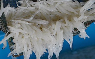 丹江口市銀魚的產(chǎn)地，產(chǎn)地主要在湖北十堰丹江口市