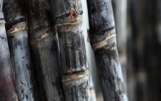 一畝甘蔗的利潤，利潤1000-6600元