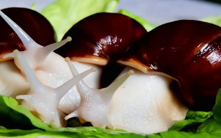 有哪些特色養(yǎng)殖項(xiàng)目，蠶、黃粉蟲、土元、蜈蚣均屬于特色養(yǎng)殖