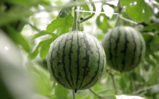 如何挑選好吃又甜的西瓜，表皮光滑、紋路清晰的西瓜口感通常較好
