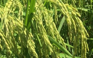 兩優(yōu)9773水稻種子介紹，大田用種量每畝1.5公斤