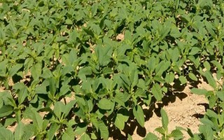 山寧21大豆種子特征特性，適宜播期為6月10～20日