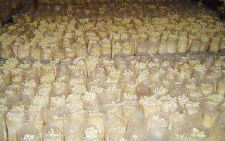 金針菇的種植方法，菌袋適合放置在20-25℃培育室內(nèi)