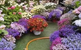 冬季室外養(yǎng)花暖棚的注意事項(xiàng)，防止直接用自來水澆花