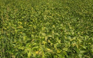北豆40大豆種子介紹，在適應(yīng)區(qū)5月上旬播種