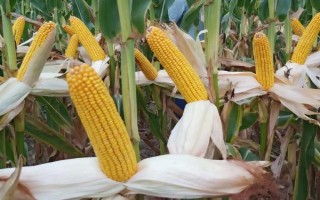 必勝3號玉米品種的特性，每畝種植4000株左右