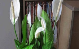 白掌的栽培管理方法，生長(zhǎng)期間應(yīng)經(jīng)常保持盆土濕潤(rùn)