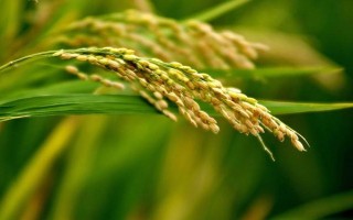 板倉(cāng)香糯水稻種子特征特性，6月15-20日播種