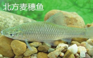 麥穗魚的價格，具體售價會受到市場影響