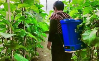種植茄子的株行距，一般是40-45厘米×60-65厘米