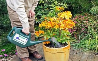 杜鵑花怎么修剪能開花爆盆，要在植株花期結(jié)束后進(jìn)行