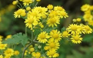 野菊花有什么特點(diǎn)，花瓣數(shù)量較多且顏色為嫩黃色