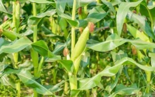 內(nèi)單407玉米種子介紹，出苗至成熟128.7天