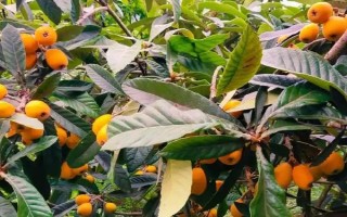 受歡迎的枇杷品種，有大五星枇杷、早鐘六號(hào)枇杷等