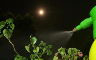 三角梅為何不開花只長葉，可能是缺少光照、養(yǎng)分、生長空間等原因造成