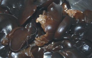 大顆粒木耳與小木耳的區(qū)別，前者稱為春耳、后者稱為秋耳