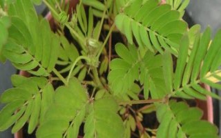 含羞草的生長環(huán)境，適合在溫暖濕潤且陽光充足的環(huán)境中生長