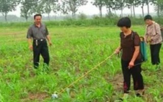 玉米苗后除草劑多久能吸收，需要2-6個小時的吸收過程