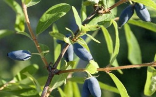 藍靛果可以放幾天，常溫條件下可以保存2-3天