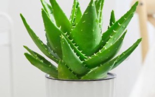 蘆薈的種植方法，選擇含腐殖質(zhì)的弱酸性沙質(zhì)土壤