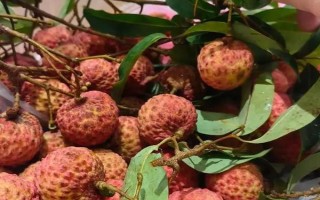 靈山香荔有什么特點(diǎn)，外皮深紅、果肉較厚、具有較高的可食率
