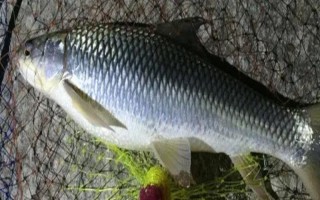 鯪魚有什么食性，屬于雜食性動物、魚苗以浮游動物為食