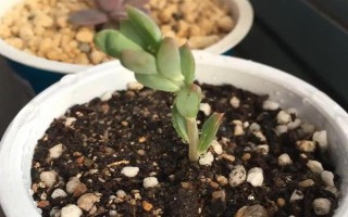 多肉的花劍怎么扦插，把花劍剪下來晾干傷口再插入土壤中