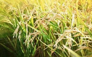 鈞優(yōu)727水稻品種簡(jiǎn)介，插植密度20厘米×23厘米