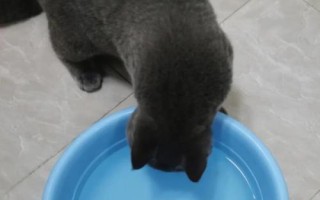 貓咪為什么喜歡去衛(wèi)生間喝水，可能是貓喜歡活水