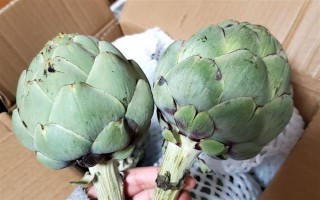 洋薊的價格，一斤需要10-18元左右