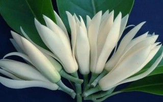 白蘭花的寓意，寓意純潔的愛、高貴優(yōu)雅等