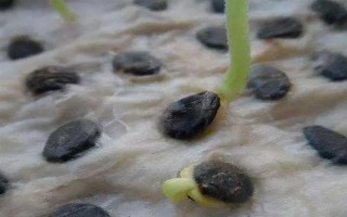 西瓜種子的催芽方法，可裹泥發(fā)芽、晾曬發(fā)芽等