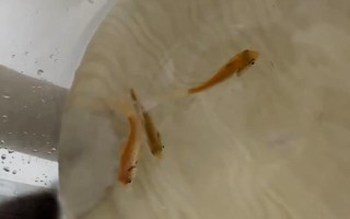 翹嘴鲌簡(jiǎn)介，一般是指翹嘴紅鲌