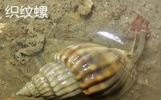 鸚鵡螺是海螺嗎，是頭足綱軟體動物不是海螺