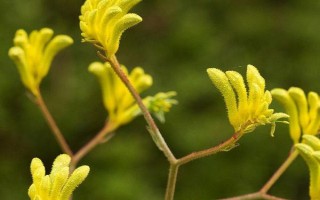 袋鼠爪花的寓意，寓意幸運(yùn)高雅、頑強(qiáng)堅(jiān)韌