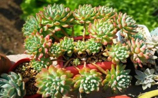 藍蘋果多肉怎么養(yǎng)殖，生長期間每隔10-15天澆一次水