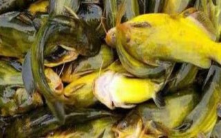 黃顙魚的食性，魚苗階段主要以浮游動物為食