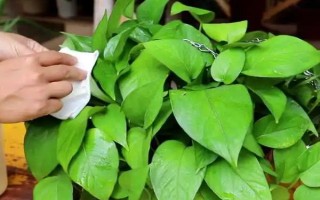 水養(yǎng)綠蘿加哪些肥料，加2-3滴營養(yǎng)液即可
