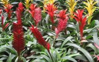 有哪些好養(yǎng)的花，常見的有雛菊、秋海棠等