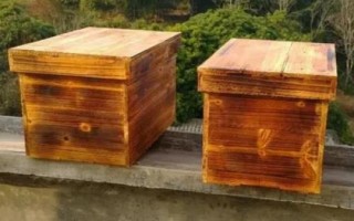 黃腰虎頭蜂適合養(yǎng)殖嗎，因腹部第1-2節(jié)背板呈黃橙色而得名
