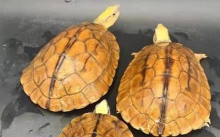 金錢龜苗怎么養(yǎng)殖，定時(shí)定量投喂飼料