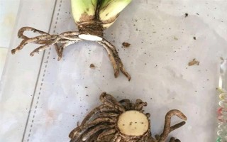 君子蘭不長(zhǎng)新葉怎么處理，需更換土壤、修剪爛根等