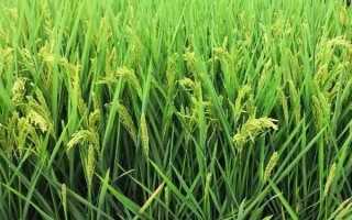 鎮(zhèn)稻448水稻種子特點(diǎn)，屬遲熟中粳稻品種