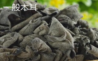 白背木耳和一般木耳有何區(qū)別，二者各有特點