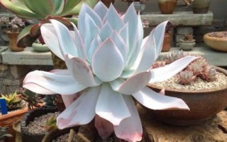 多肉植物景天科擬石蓮花屬有哪些，常見(jiàn)以下9種
