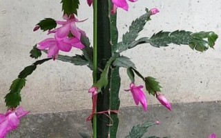 蟹爪蘭的嫁接方法，適應(yīng)能力特別強(qiáng)