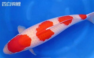 黑色錦鯉魚的其它叫法，別稱烏鯉是錦鯉中的原始品種